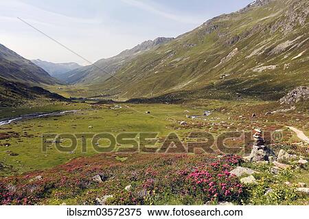 "View into Dischma Valley with Alpine Roses, Davos, Graubunden, Switzerland, Europe" View Large Photo Image Stock Photography - "View into Dischma Valley with Alpine Roses, Davos, Graubunden, Switzerland, Europe". Fotosearch