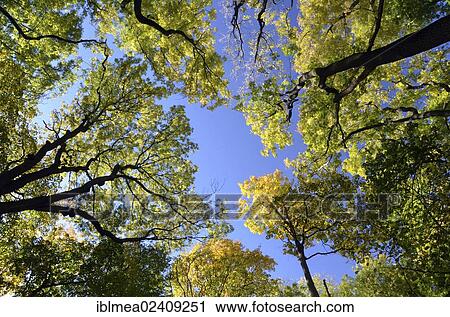 "View into the canopy of a deciduous mixed forest in autumn, Hainich National Park, Thuringia, Germany, Europe" View Large Photo Image Stock Image - "View into the canopy of a deciduous mixed forest in autumn, Hainich National Park, Thuringia, Germany, Europe". Fotosearch