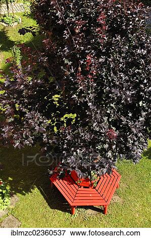 "View of a Red maple (Acer rubrum) as seen from above, with a red bench built around it, in a garden, Schnaittach, Middle Franconia, Bavaria, Germany, Europe" View Large Photo Image Stock Photo - "View of a Red maple (Acer rubrum) as seen from above, with a red bench built around it, in a garden, Schnaittach, Middle Franconia, Bavaria, Germany, Europe". Fotosearch