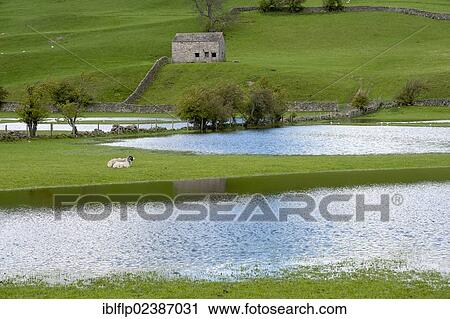 "View of flooded pasture with sheep and stone barn, Swaledale, North Yorkshire National Park, North Yorkshire, England, United Kingdom, Europe" View Large Photo Image Stock Image - "View of flooded pasture with sheep and stone barn, Swaledale, North Yorkshire National Park, North Yorkshire, England, United Kingdom, Europe". Fotosearch