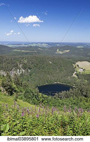 "View of lake Feldsee seen from Feldberg mountain, Black Forest, Baden-Wurttemberg, Germany, Europe" View Large Photo Image Stock Image - "View of lake Feldsee seen from Feldberg mountain, Black Forest, Baden-Wurttemberg, Germany, Europe". Fotosearch