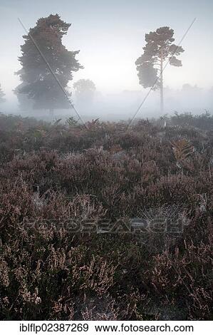 Stock Photo - "View of misty heathland habitat with spider webs and pine trees at dawn, Hollesley Common, Sandlings, Suffolk, England, United Kingdom, Europe". Fotosearch