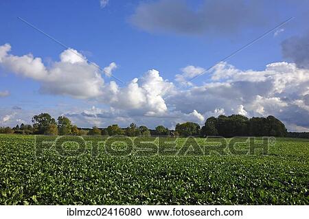 View of Othenstorf estate, a turnip field in the foreground, Othenstorf, Mecklenburg-Western Pomerania, Germany, Europe, PublicGround, Europe View Large Photo Image Stock Image - View of Othenstorf estate, a turnip field in the foreground, Othenstorf, Mecklenburg-Western Pomerania, Germany, Europe, PublicGround, Europe. Fotosearch