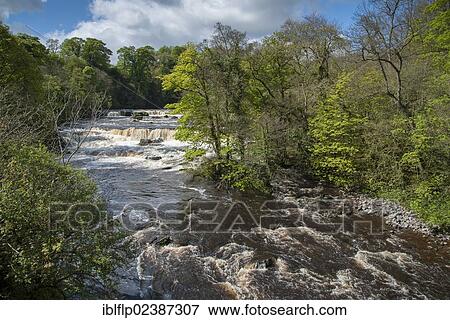 "View of river and waterfalls, Aysgarth Falls, River Ure, Askrigg, Wensleydale, Yorkshire Dales National Park, North Yorkshire, England, United Kingdom, Europe" View Large Photo Image Stock Photo - "View of river and waterfalls, Aysgarth Falls, River Ure, Askrigg, Wensleydale, Yorkshire Dales National Park, North Yorkshire, England, United Kingdom, Europe". Fotosearch