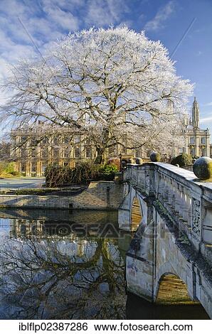 "View of river, bridge, mature Common Beech (Fagus sylvatica) tree and college buildings in frost, Clare Bridge, Clare College, River Cam, Cambridge, Cambridgeshire, England, United Kingdom, Europe" View Large Photo Image Stock Photograph - "View of river, bridge, mature Common Beech (Fagus sylvatica) tree and college buildings in frost, Clare Bridge, Clare College, River Cam, Cambridge, Cambridgeshire, England, United Kingdom, Europe". Fotosearch