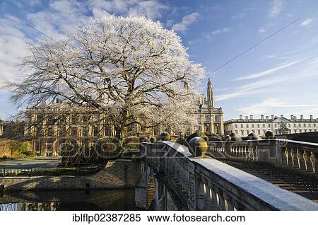 "View of river, bridge, mature Common Beech (Fagus sylvatica) tree and college buildings in frost, Clare Bridge, Clare College, River Cam, Cambridge, Cambridgeshire, England, United Kingdom, Europe" View Large Photo Image Stock Photography - "View of river, bridge, mature Common Beech (Fagus sylvatica) tree and college buildings in frost, Clare Bridge, Clare College, River Cam, Cambridge, Cambridgeshire, England, United Kingdom, Europe". Fotosearch