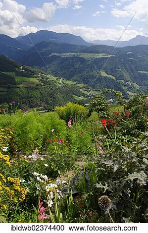 "View of the Eisack Valley as seen from the herb garden of the Oberpalwitterhof Kreitla farm near Barbian, province of Bolzano-Bozen, Alto Adige, Italy, Europe" View Large Photo Image Stock Image - "View of the Eisack Valley as seen from the herb garden of the Oberpalwitterhof Kreitla farm near Barbian, province of Bolzano-Bozen, Alto Adige, Italy, Europe". Fotosearch
