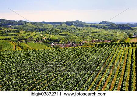 "View of the vineyards and Oberbergen from the Mondhalde lookout, Vogtsburg, Kaiserstuhl range, Baden-Wurttemberg, Germany, Europe" View Large Photo Image Stock Image - "View of the vineyards and Oberbergen from the Mondhalde lookout, Vogtsburg, Kaiserstuhl range, Baden-Wurttemberg, Germany, Europe". Fotosearch