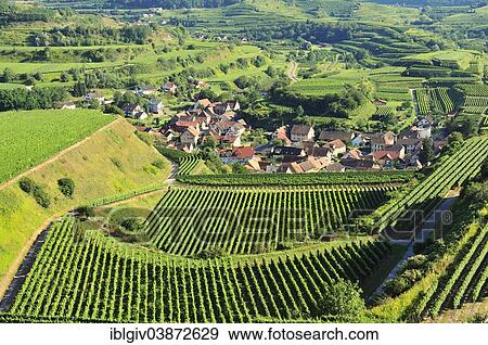 "View of the vineyards and Oberbergen, Vogtsburg, Kaiserstuhl range, Baden-Wurttemberg, Germany, Europe" View Large Photo Image Stock Photo - "View of the vineyards and Oberbergen, Vogtsburg, Kaiserstuhl range, Baden-Wurttemberg, Germany, Europe". Fotosearch