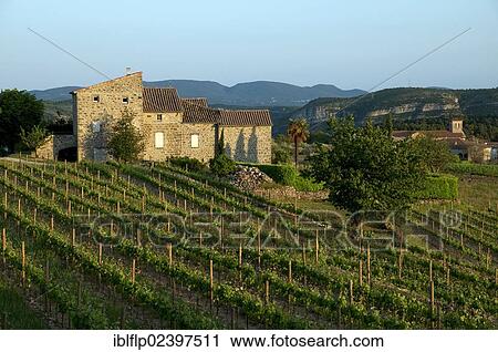 "View of vineyard with rows of grape vines and village, near Rosieres, Ardeche, Rhone-Alpes, France, Europe" View Large Photo Image Stock Image - "View of vineyard with rows of grape vines and village, near Rosieres, Ardeche, Rhone-Alpes, France, Europe". Fotosearch