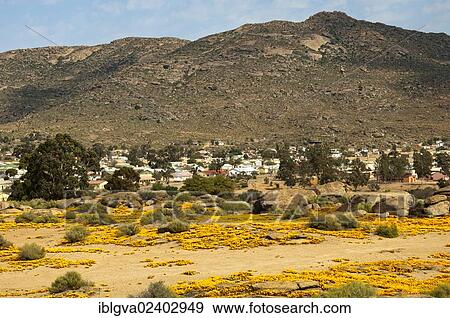 "View on Nababeep, sea of flowers with spring flowers Ursinia cakilefolia on the outskirts, Nababeep, Namaqualand, South Africa, Africa" View Large Photo Image Stock Photo - "View on Nababeep, sea of flowers with spring flowers Ursinia cakilefolia on the outskirts, Nababeep, Namaqualand, South Africa, Africa". Fotosearch