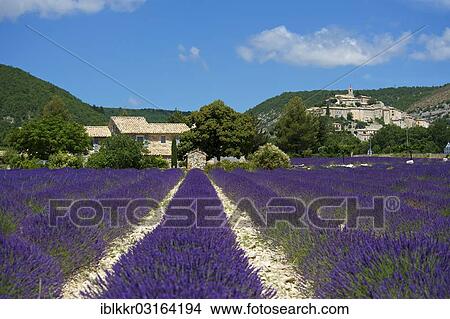 "View over a lavender field towards the village, Banon, Provence, Region Provence-Alpes-Cote d? ÇÖAzur, France, Europe" View Large Photo Image Picture - "View over a lavender field towards the village, Banon, Provence, Region Provence-Alpes-Cote d? ÇÖAzur, France, Europe". Fotosearch