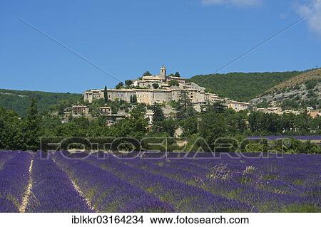 Picture - "View over a lavender field towards the village, Banon, Provence, Region Provence-Alpes-Cote d? ÇÖAzur, France, Europe". Fotosearch