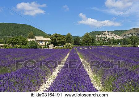 "View over a lavender field towards the village, Banon, Provence, Region Provence-Alpes-Cote d? ÇÖAzur, France, Europe" View Large Photo Image Stock Image - "View over a lavender field towards the village, Banon, Provence, Region Provence-Alpes-Cote d? ÇÖAzur, France, Europe". Fotosearch