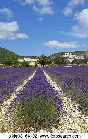 "View over a lavender field towards the village, Banon, Provence, Region Provence-Alpes-Cote d? ÇÖAzur, France, Europe" View Large Photo Image Stock Image - "View over a lavender field towards the village, Banon, Provence, Region Provence-Alpes-Cote d? ÇÖAzur, France, Europe". Fotosearch