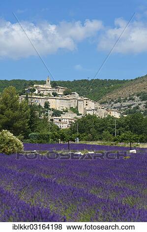 "View over a lavender field towards the village, Banon, Provence, Region Provence-Alpes-Cote d? ÇÖAzur, France, Europe" View Large Photo Image Stock Photo - "View over a lavender field towards the village, Banon, Provence, Region Provence-Alpes-Cote d? ÇÖAzur, France, Europe". Fotosearch