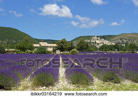 "View over a lavender field towards the village, Banon, Provence, Region Provence-Alpes-Cote d? ÇÖAzur, France, Europe" View Large Photo Image Stock Photo - "View over a lavender field towards the village, Banon, Provence, Region Provence-Alpes-Cote d? ÇÖAzur, France, Europe". Fotosearch