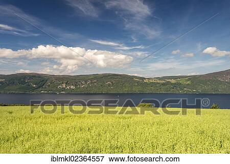 "View over an oat field towards Loch Ness, North West Highlands, Scotland, United Kingdom, Europe" View Large Photo Image Stock Photo - "View over an oat field towards Loch Ness, North West Highlands, Scotland, United Kingdom, Europe". Fotosearch
