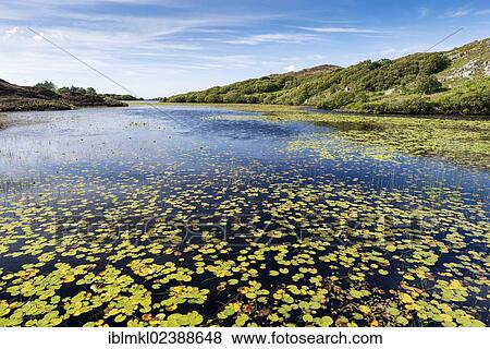 Stock Photo - "View over Loch Ruighean At Aitinn near Drumbeg with European White Waterlily (Nymphaea alba) leaves, county of Sutherland, Scotland, United Kingdom, Europe". Fotosearch