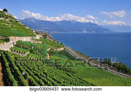 "View over the vineyards and Lake Geneva towards Lausanne, Saint-Saphorin, Lavaux, Canton of Vaud, Switzerland, Europe" View Large Photo Image Stock Photo - "View over the vineyards and Lake Geneva towards Lausanne, Saint-Saphorin, Lavaux, Canton of Vaud, Switzerland, Europe". Fotosearch