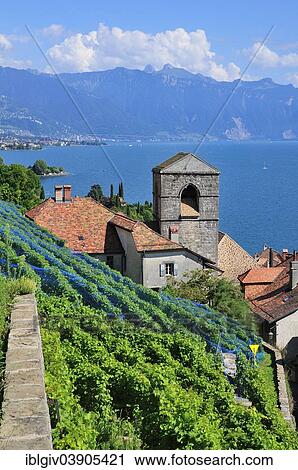 Stock Image - "View over the wine-producing village and Lake Geneva towards Lausanne, Saint-Saphorin, Lavaux, Canton of Vaud, Switzerland, Europe". Fotosearch