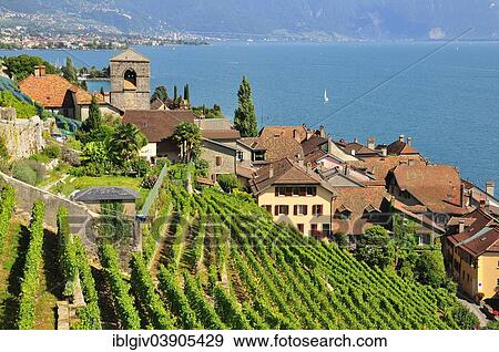 "View over the wine-producing village and Lake Geneva towards Lausanne, Saint-Saphorin, Lavaux, Canton of Vaud, Switzerland, Europe" View Large Photo Image Stock Photo - "View over the wine-producing village and Lake Geneva towards Lausanne, Saint-Saphorin, Lavaux, Canton of Vaud, Switzerland, Europe". Fotosearch