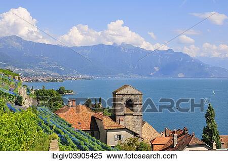 "View over the wine-producing village and Lake Geneva towards Lausanne, Saint-Saphorin, Lavaux, Canton of Vaud, Switzerland, Europe" View Large Photo Image Stock Photography - "View over the wine-producing village and Lake Geneva towards Lausanne, Saint-Saphorin, Lavaux, Canton of Vaud, Switzerland, Europe". Fotosearch