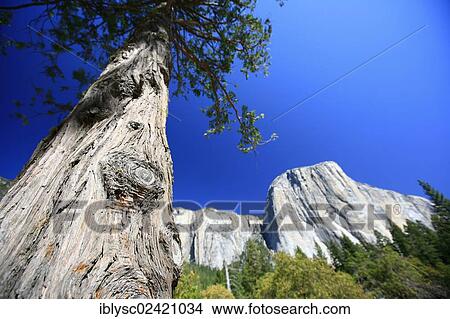 View towards El Capitan Mountain, with one of the major climbing routes, The Nose, on its granite cliff face, Yosemite National Park, California, USA View Large Photo Image Picture - View towards El Capitan Mountain, with one of the major climbing routes, The Nose, on its granite cliff face, Yosemite National Park, California, USA. Fotosearch