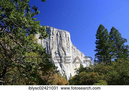 View towards El Capitan Mountain, with one of the major climbing routes, The Nose, on its granite cliff face, Yosemite National Park, California, USA View Large Photo Image Stock Image - View towards El Capitan Mountain, with one of the major climbing routes, The Nose, on its granite cliff face, Yosemite National Park, California, USA. Fotosearch