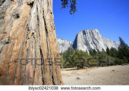 View towards El Capitan Mountain, with one of the major climbing routes, The Nose, on its granite cliff face, Yosemite National Park, California, USA View Large Photo Image Stock Photo - View towards El Capitan Mountain, with one of the major climbing routes, The Nose, on its granite cliff face, Yosemite National Park, California, USA. Fotosearch