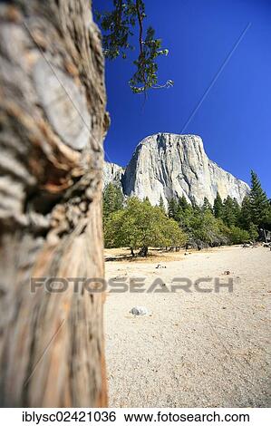 View towards El Capitan Mountain, with one of the major climbing routes, The Nose, on its granite cliff face, Yosemite National Park, California, USA View Large Photo Image Stock Photograph - View towards El Capitan Mountain, with one of the major climbing routes, The Nose, on its granite cliff face, Yosemite National Park, California, USA. Fotosearch