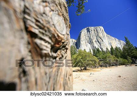 View towards El Capitan Mountain, with one of the major climbing routes, The Nose, on its granite cliff face, Yosemite National Park, California, USA View Large Photo Image Stock Photography - View towards El Capitan Mountain, with one of the major climbing routes, The Nose, on its granite cliff face, Yosemite National Park, California, USA. Fotosearch
