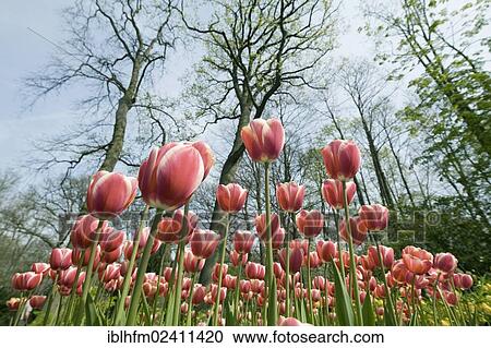 "View up from the bottom of a tulip bed, Keukenhof Lisse, South Holland, Netherlands, Europe" View Large Photo Image Stock Image - "View up from the bottom of a tulip bed, Keukenhof Lisse, South Holland, Netherlands, Europe". Fotosearch