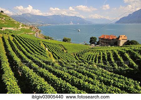 Stock Image - "Views over the vineyards with Chateau de Glerolles and Lake Geneva towards the Swiss Rhone Valley, Saint-Saphorin, Lavaux, Canton of Vaud, Switzerland, Europe". Fotosearch