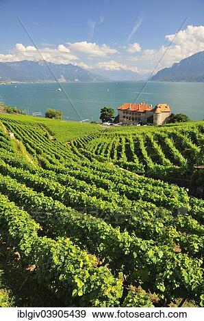 "Views over the vineyards with Chateau de Glerolles and Lake Geneva towards the Swiss Rhone Valley, Saint-Saphorin, Lavaux, Canton of Vaud, Switzerland, Europe" View Large Photo Image Stock Photo - "Views over the vineyards with Chateau de Glerolles and Lake Geneva towards the Swiss Rhone Valley, Saint-Saphorin, Lavaux, Canton of Vaud, Switzerland, Europe". Fotosearch