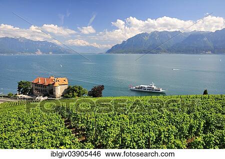 Stock Photograph - "Views over the vineyards with Chateau de Glerolles and Lake Geneva towards the Swiss Rhone Valley, Saint-Saphorin, Lavaux, Canton of Vaud, Switzerland, Europe". Fotosearch