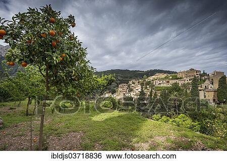 "Village in the mountains and orange trees, Deia, Majorca, Balearic Islands, Spain, Europe" View Large Photo Image Stock Photograph - "Village in the mountains and orange trees, Deia, Majorca, Balearic Islands, Spain, Europe". Fotosearch