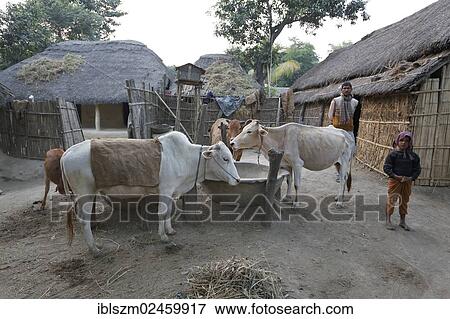 Stock Photo - "Village life, cattle in a village near Rajbiraj, Terai region, Nepal, Asia". Fotosearch
