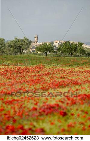 "Village of Arnes, field of poppies, Els Ports Natural Park, Catalonia, Spain, Europe" View Large Photo Image Stock Image - "Village of Arnes, field of poppies, Els Ports Natural Park, Catalonia, Spain, Europe". Fotosearch
