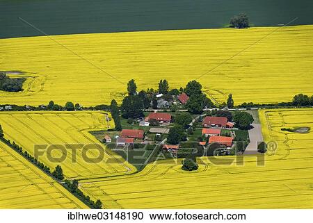 "Village of Bakendorf amidst flowering fields of rape, Mecklenburg, Bakendorf, Mecklenburg-Western Pomerania, Germany, Europe" View Large Photo Image Stock Image - "Village of Bakendorf amidst flowering fields of rape, Mecklenburg, Bakendorf, Mecklenburg-Western Pomerania, Germany, Europe". Fotosearch