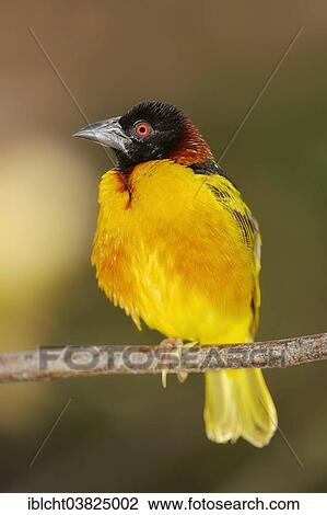 "Village Weaver (Ploceus cucullatus, Textor cucullatus), male, native to Africa, captive, Germany, Europe" View Large Photo Image Stock Image - "Village Weaver (Ploceus cucullatus, Textor cucullatus), male, native to Africa, captive, Germany, Europe". Fotosearch