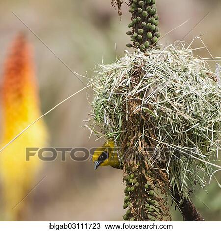 "Village weaver (Ploceus cucullatus), Simien Mountains National Park, Amhara Region, Ethiopia, Africa" View Large Photo Image Stock Image - "Village weaver (Ploceus cucullatus), Simien Mountains National Park, Amhara Region, Ethiopia, Africa". Fotosearch