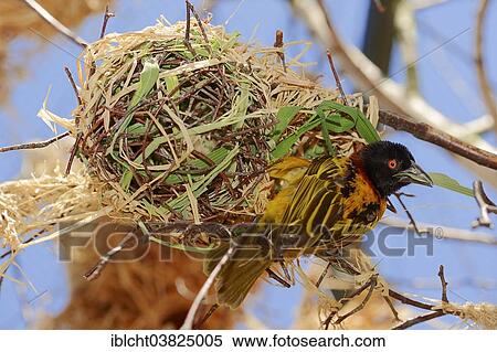 "Village Weaver (Ploceus cucullatus, Textor cucullatus), male, building a nest, native to Africa, captive, Germany, Europe" View Large Photo Image Stock Photography - "Village Weaver (Ploceus cucullatus, Textor cucullatus), male, building a nest, native to Africa, captive, Germany, Europe". Fotosearch