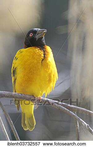 Stock Photo - "Village Weaver, Spotted-backed Weaver or Black-headed Weaver (Ploceus cucullatus) in NaturZoo Rheine animal park, Munsterland, Nordrhein-Westfalen, Germany, Europe". Fotosearch