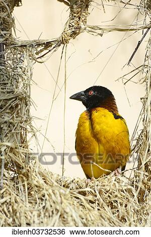 "Village Weaver, Spotted-backed Weaver or Black-headed Weaver (Ploceus cucullatus) in NaturZoo Rheine animal park, Munsterland, Nordrhein-Westfalen, Germany, Europe" View Large Photo Image Stock Photograph - "Village Weaver, Spotted-backed Weaver or Black-headed Weaver (Ploceus cucullatus) in NaturZoo Rheine animal park, Munsterland, Nordrhein-Westfalen, Germany, Europe". Fotosearch