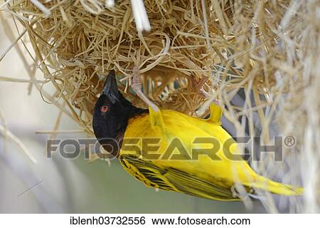 "Village Weaver, Spotted-backed Weaver or Black-headed Weaver (Ploceus cucullatus) in NaturZoo Rheine animal park, Munsterland, Nordrhein-Westfalen, Germany, Europe" View Large Photo Image Stock Photograph - "Village Weaver, Spotted-backed Weaver or Black-headed Weaver (Ploceus cucullatus) in NaturZoo Rheine animal park, Munsterland, Nordrhein-Westfalen, Germany, Europe". Fotosearch