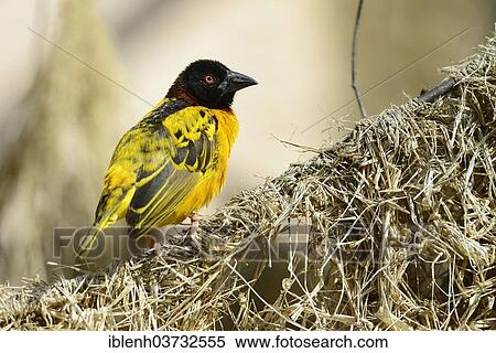 "Village Weaver, Spotted-backed Weaver or Black-headed Weaver (Ploceus cucullatus) in NaturZoo Rheine animal park, Munsterland, Nordrhein-Westfalen, Germany, Europe" View Large Photo Image Stock Photography - "Village Weaver, Spotted-backed Weaver or Black-headed Weaver (Ploceus cucullatus) in NaturZoo Rheine animal park, Munsterland, Nordrhein-Westfalen, Germany, Europe". Fotosearch