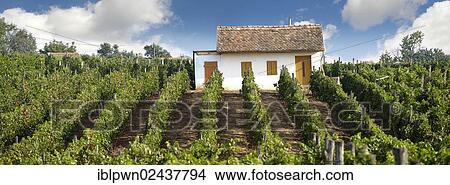Picture - "Villany vineyards, Hungary, Europe". Fotosearch