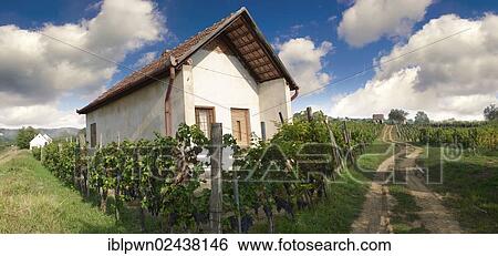 "Villany vineyards, Hungary, Europe" View Large Photo Image Stock Photograph - "Villany vineyards, Hungary, Europe". Fotosearch