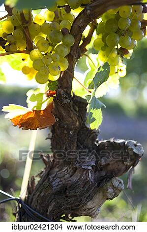 Picture - Vine and grapes of the Riesling variety in the vineyards of Schloss Wackerbarth, Radebeul, Saxon Elbe, Saxony, Germany, Europe. Fotosearch